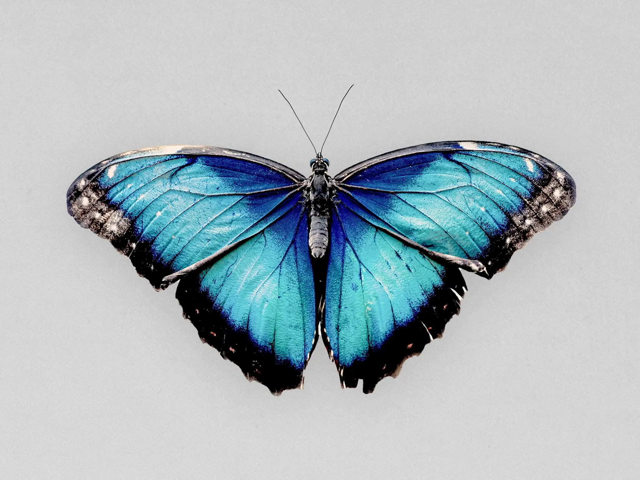butterfly-08